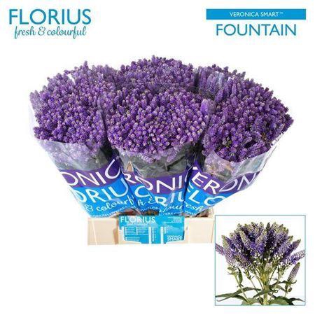 <h4>Veronica Smart Fountain Blue</h4>