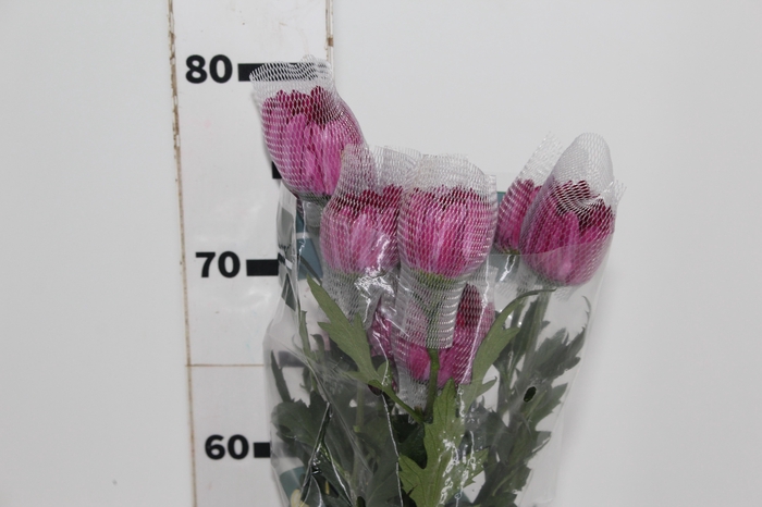 <h4>ANASTASIA LOTSO 080 CM</h4>