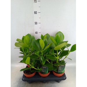 Clusia rosea 'Princess'