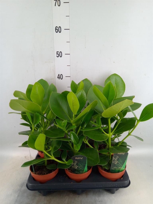 <h4>Clusia rosea 'Princess'</h4>