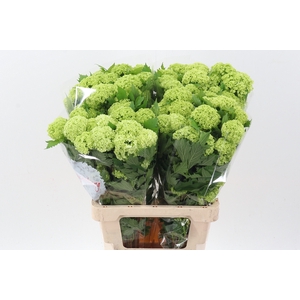 Viburnum Roseum St