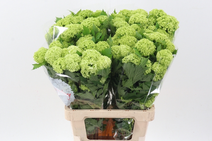 <h4>Viburnum Roseum St</h4>