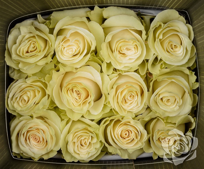 <h4>R GR MONDIAL EQ</h4>