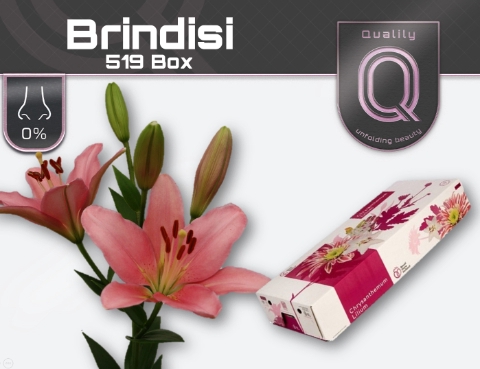 <h4>LI LA BRINDISI 520 BOX 4+</h4>