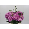 Dahlia Purple Onesta