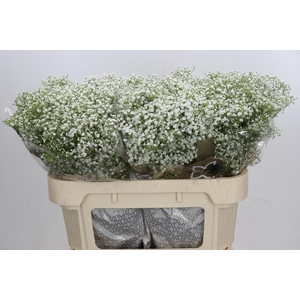 Gyps Zinzi Discovery