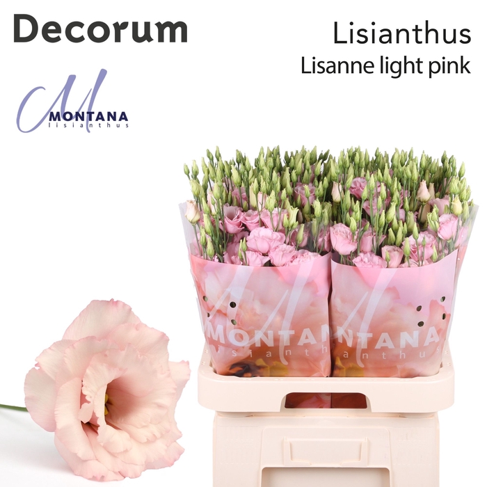 <h4>Lisianthus Lisanne light pink</h4>