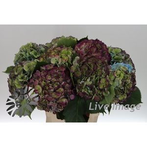 Hydrangea elbtal classic