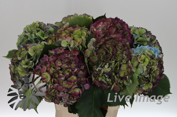 <h4>Hydrangea elbtal classic</h4>