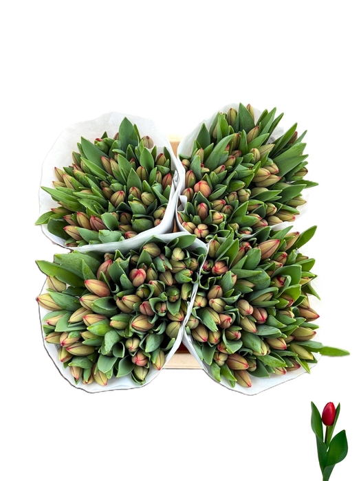 <h4>TU EN LAMITIE</h4>