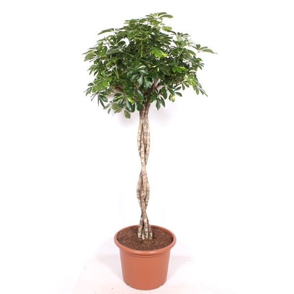 <h4>Schefflera 'Gold Capella'</h4>