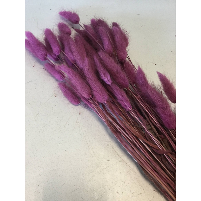 <h4>DRIED FLOWERS - LAGURUS PURPLE 50GR</h4>