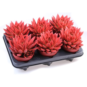 Echeveria  'Miranda'