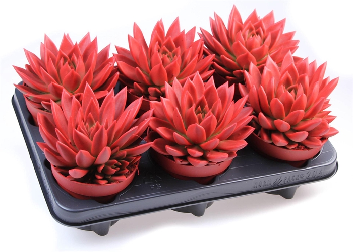 <h4>Echeveria  'Miranda'</h4>