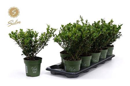 <h4>Ilex Crenata Jenny</h4>