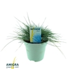 Festuca Glauca Intense Blue®