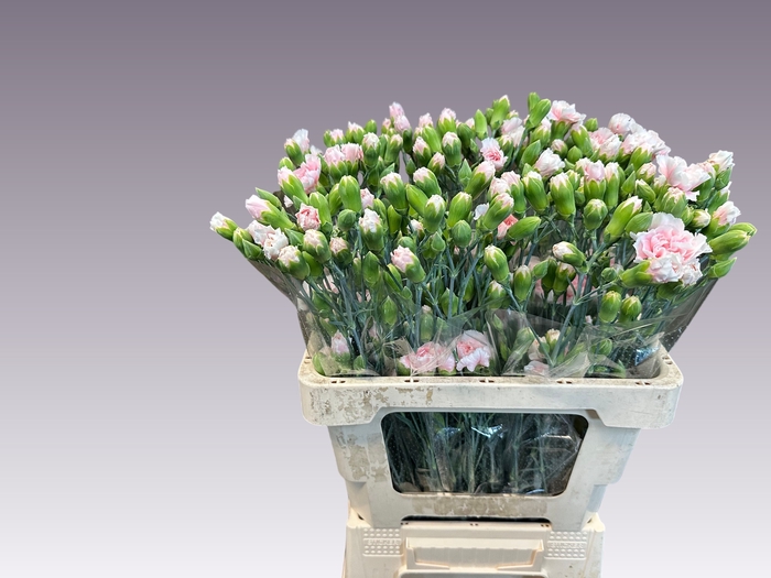 <h4>DI TR L PINK TESSINO</h4>