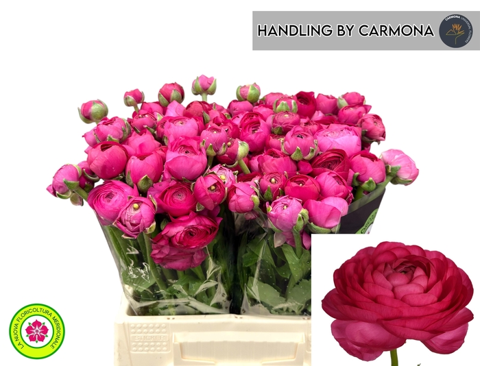 <h4>RAN EL HOT PINK</h4>