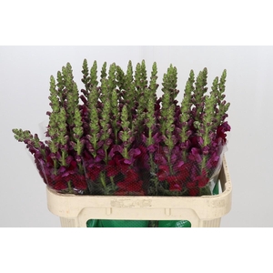 Antirrhinum Opus Red