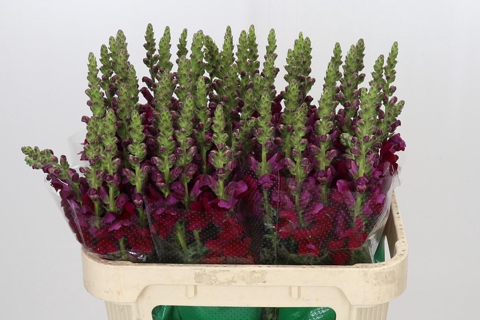<h4>Antirrhinum Opus Red</h4>