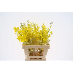 Oncidium Honey Angel M (fs)