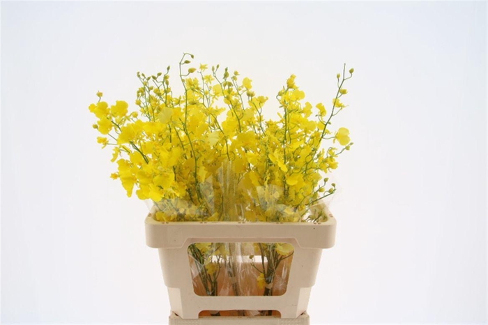 <h4>Oncidium Honey Angel M (fs)</h4>