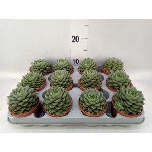 Echeveria   ...