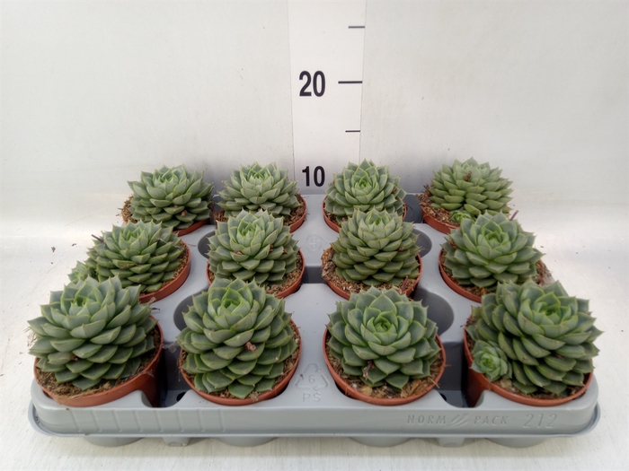 <h4>Echeveria   ...</h4>