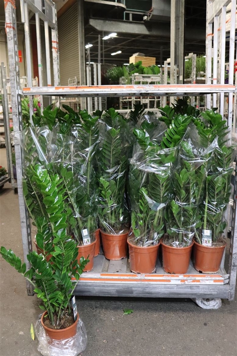 <h4>Zamio Zamiifolia</h4>