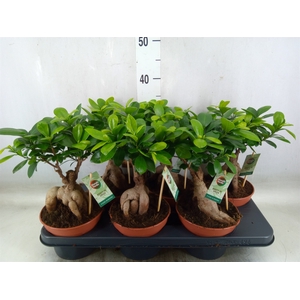 Ficus microcarpa 'Ginseng'