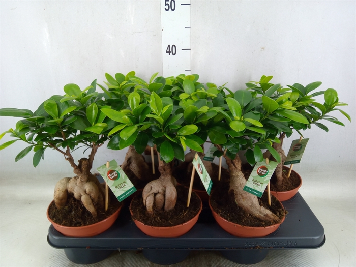 <h4>Ficus microcarpa 'Ginseng'</h4>
