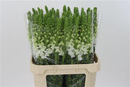 <h4>Antir Mary White</h4>