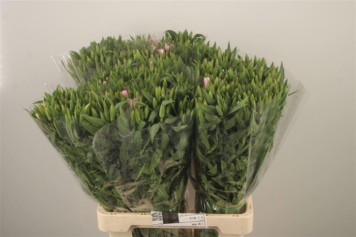 <h4>Clarkia Am Gr Pink</h4>