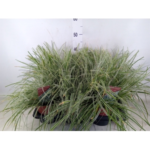 Carex oshimensis 'Everest'