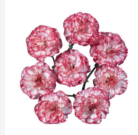 <h4>Di Tr Payaso</h4>