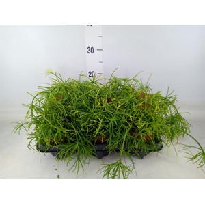 Rhipsalis baccifera 'Oasis'