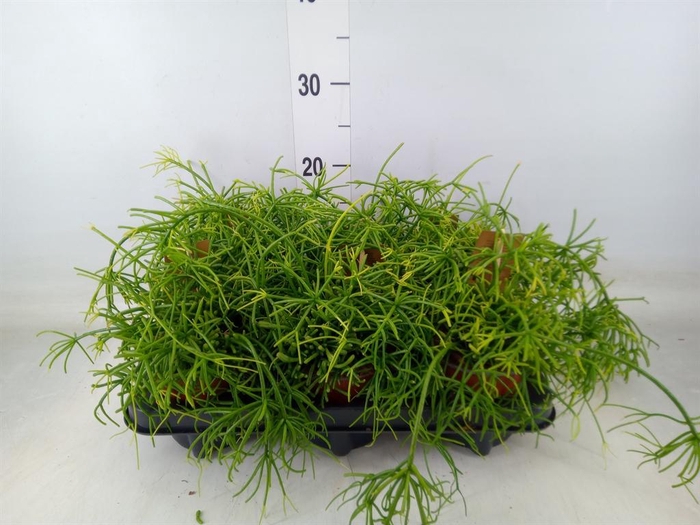 <h4>Rhipsalis baccifera 'Oasis'</h4>