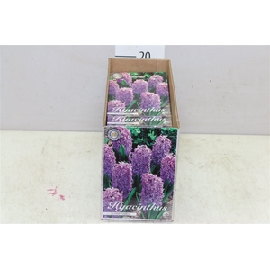 Bol Hyacinth Cornelia 10 Zakjes X5