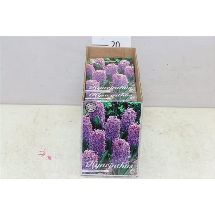 <h4>Bol Hyacinth Cornelia 10 Zakjes X5</h4>