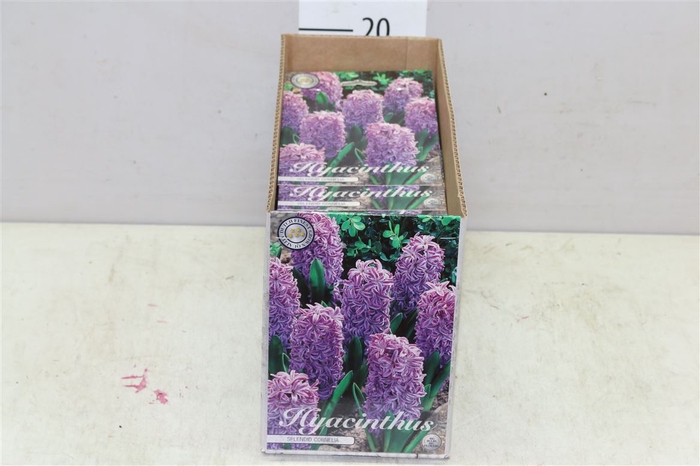 Bol Hyacinth Cornelia 10 Zakjes X5