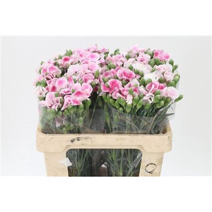 Di Te Solomio Solandis Blushfly