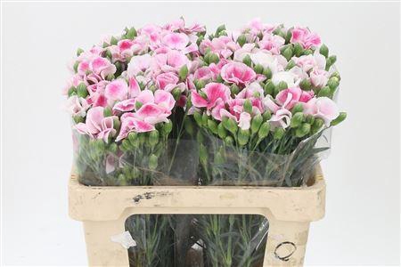 <h4>Di Te Solomio Solandis Blushfly</h4>