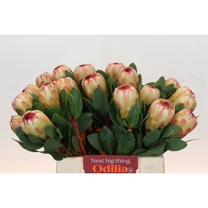 Protea Grandicolor