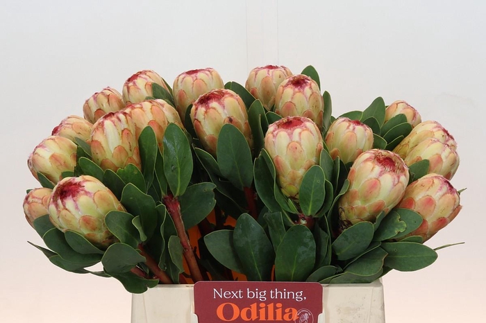 <h4>Protea Grandicolor</h4>