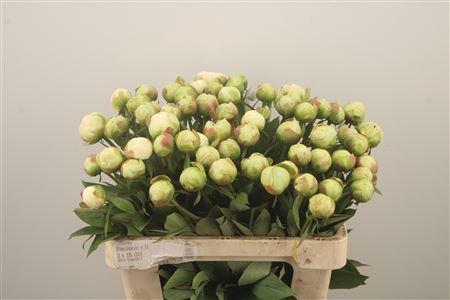 <h4>Paeo L Mme Cl Tain</h4>