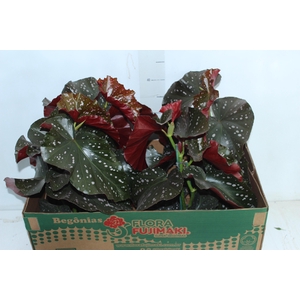 BEGONIA MARI P15