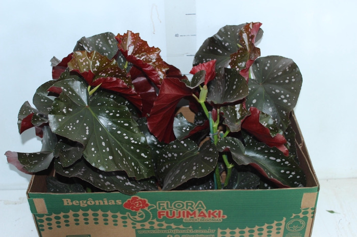 <h4>BEGONIA MARI P15</h4>