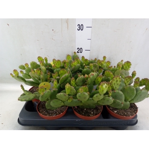 Opuntia humifusa