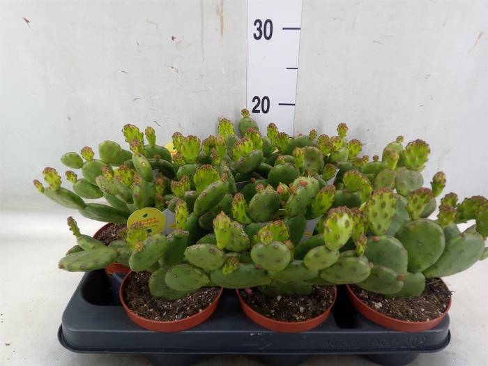 Opuntia humifusa