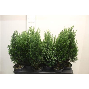 Chamaecyparis Lawsoniana Ellwoodi